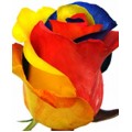 Tinted Roses - Yellow, Blue, Red